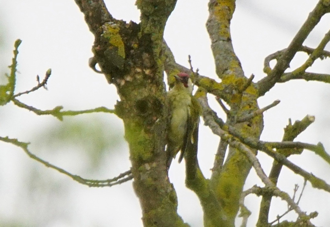 Eurasian Green Woodpecker (Eurasian) - Dennis Mersky