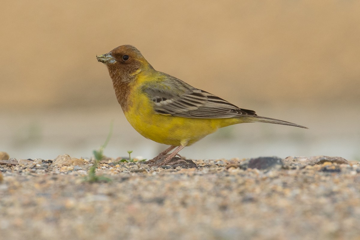 Red-headed Bunting - ML96263561
