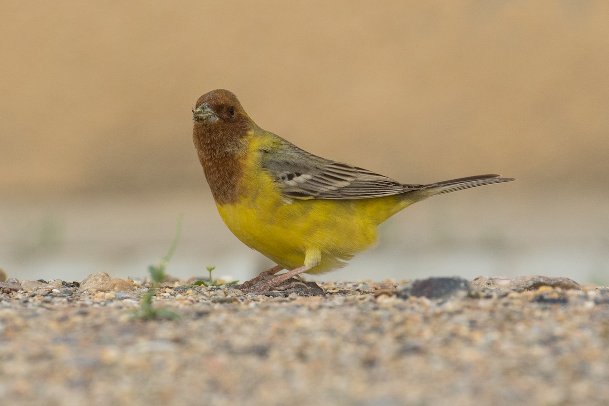 Red-headed Bunting - ML96263601