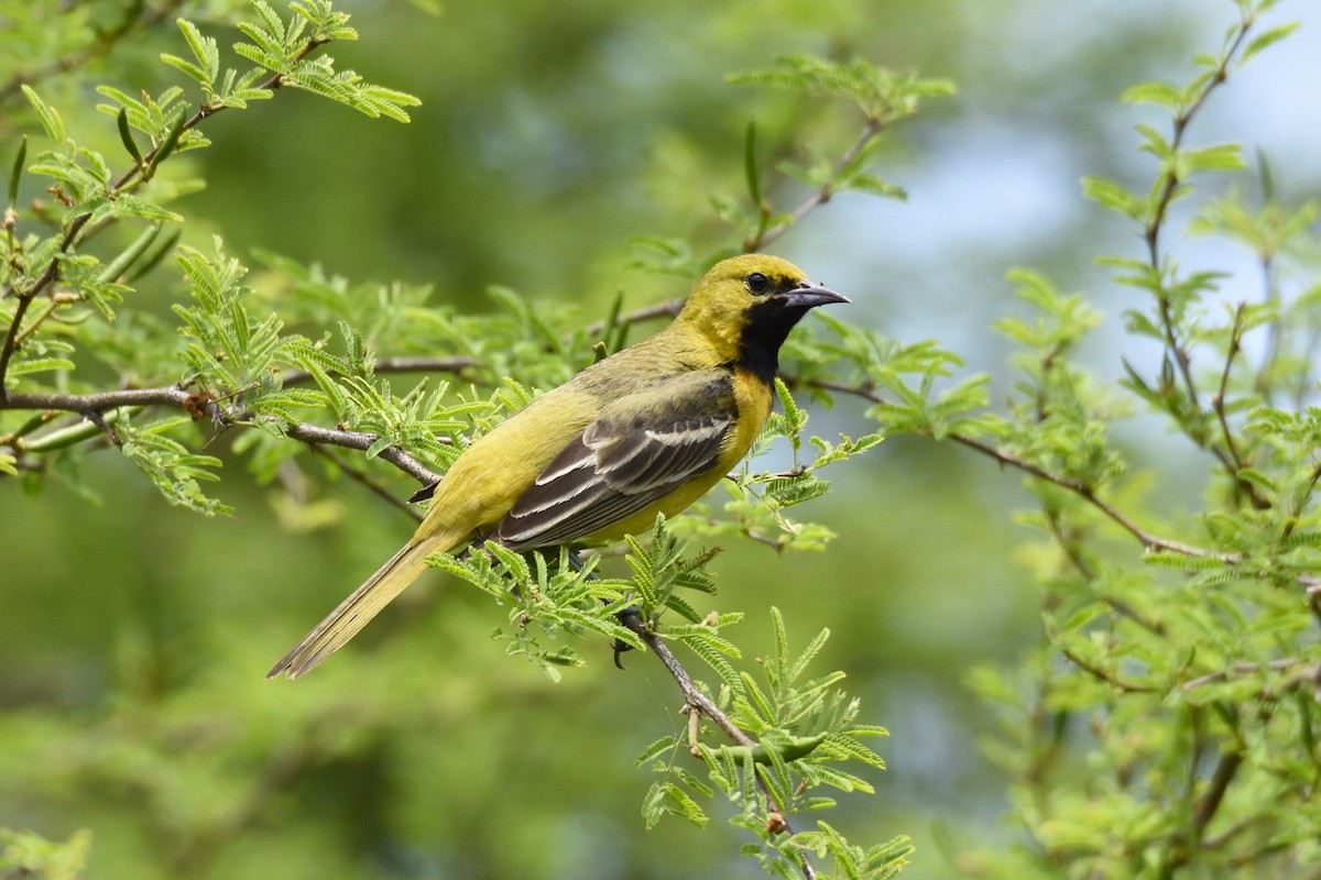 Orchard Oriole - ML96264241