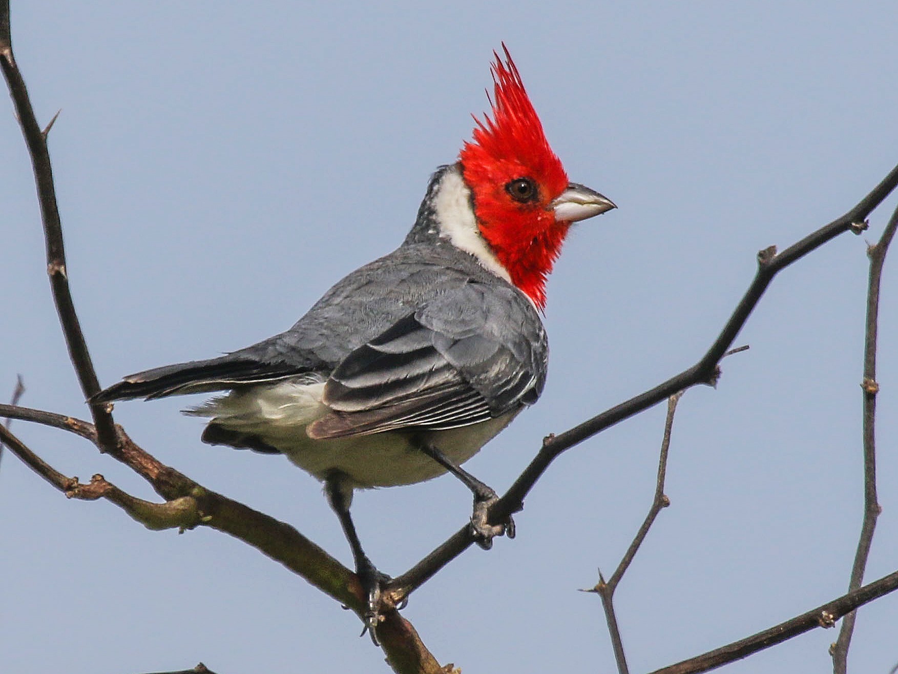 Red-crested Cardinal - Gale VerHague