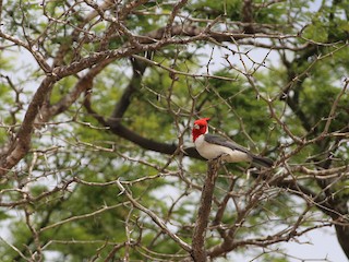  - Red-crested Cardinal