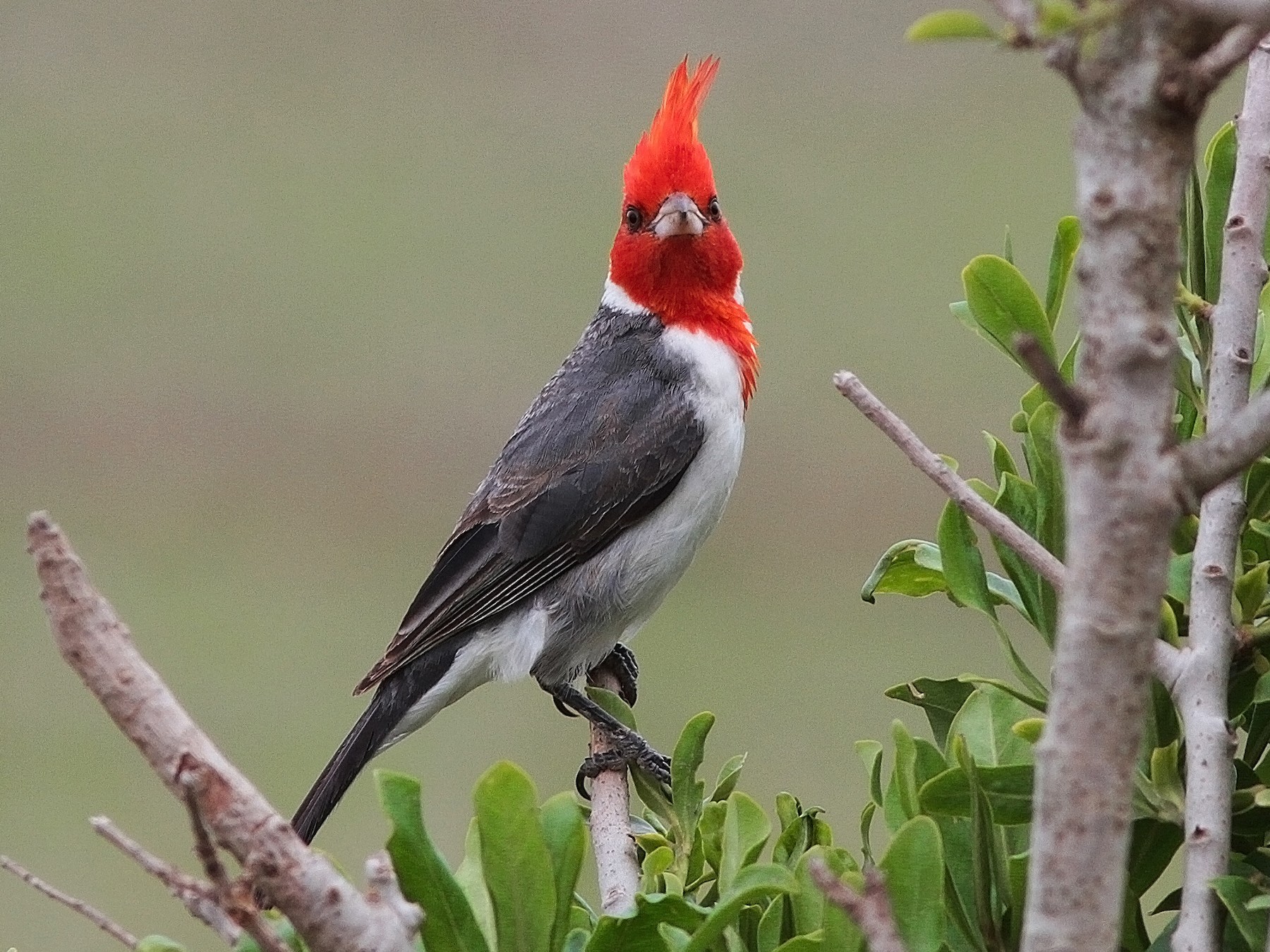 Red-crested Cardinal - Alex Mesquita