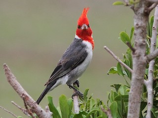 - Red-crested Cardinal