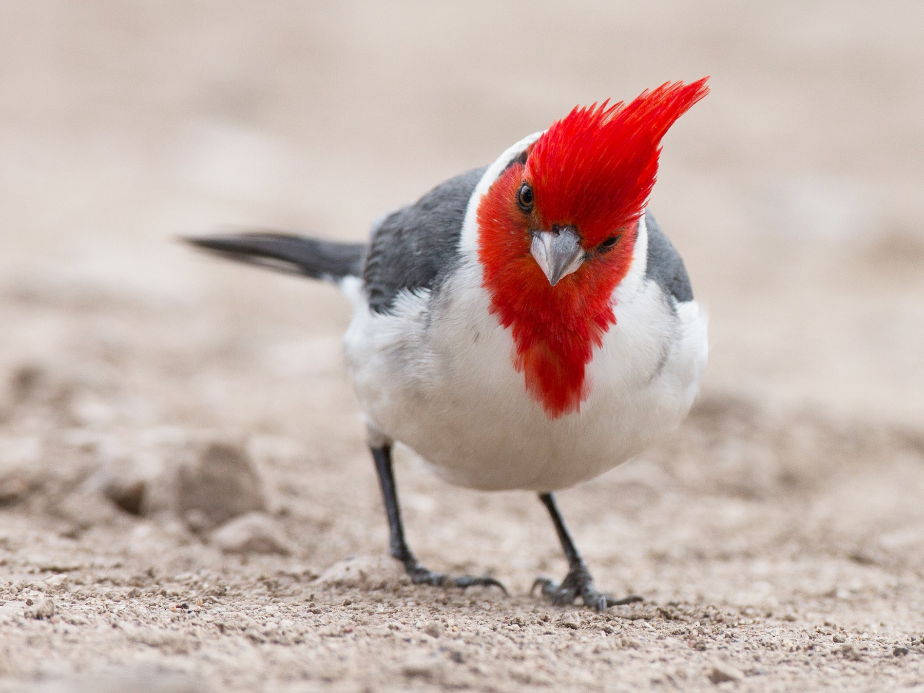 Red-crested Cardinal - Chris Wood