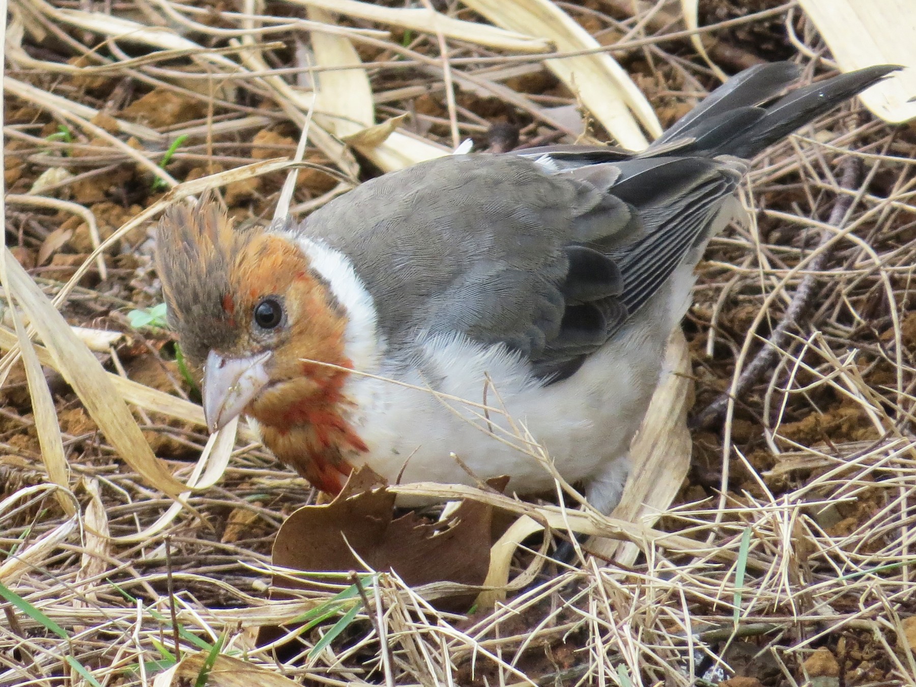 Cardenal Copete Rojo - Holly Cox