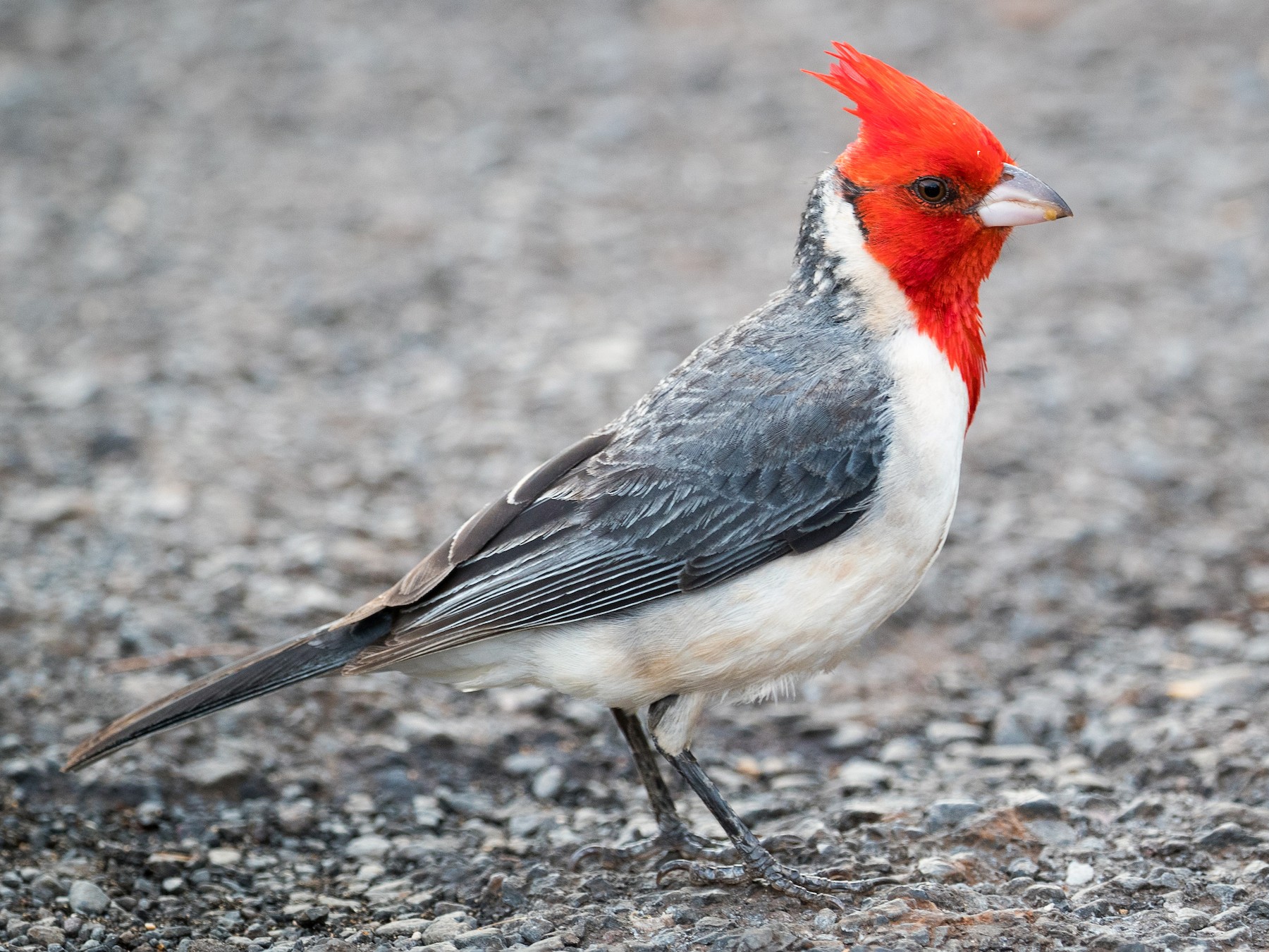 Cardenal Copete Rojo - Ryan Sanderson