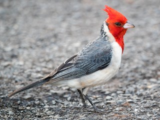  - Red-crested Cardinal