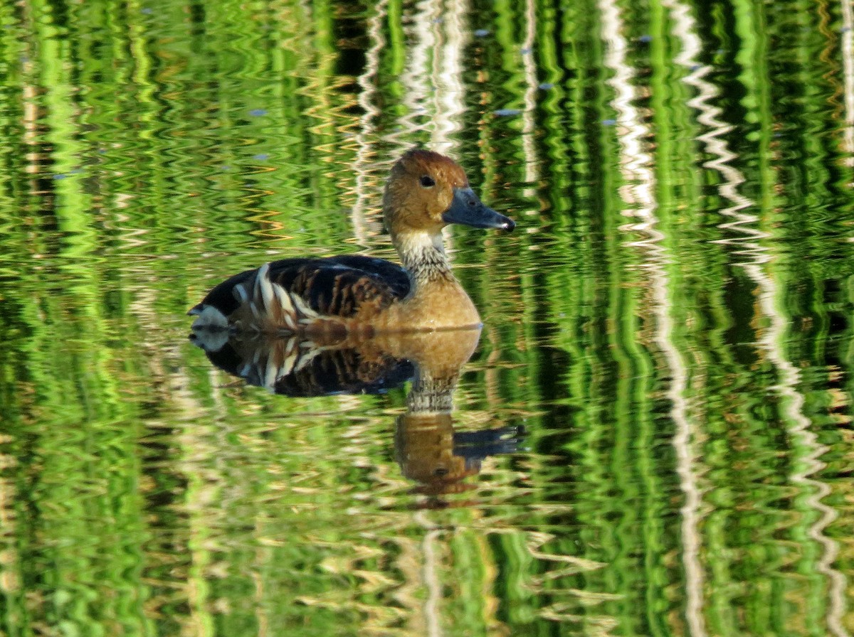 Fulvous Whistling-Duck - Dika Golovatchoff