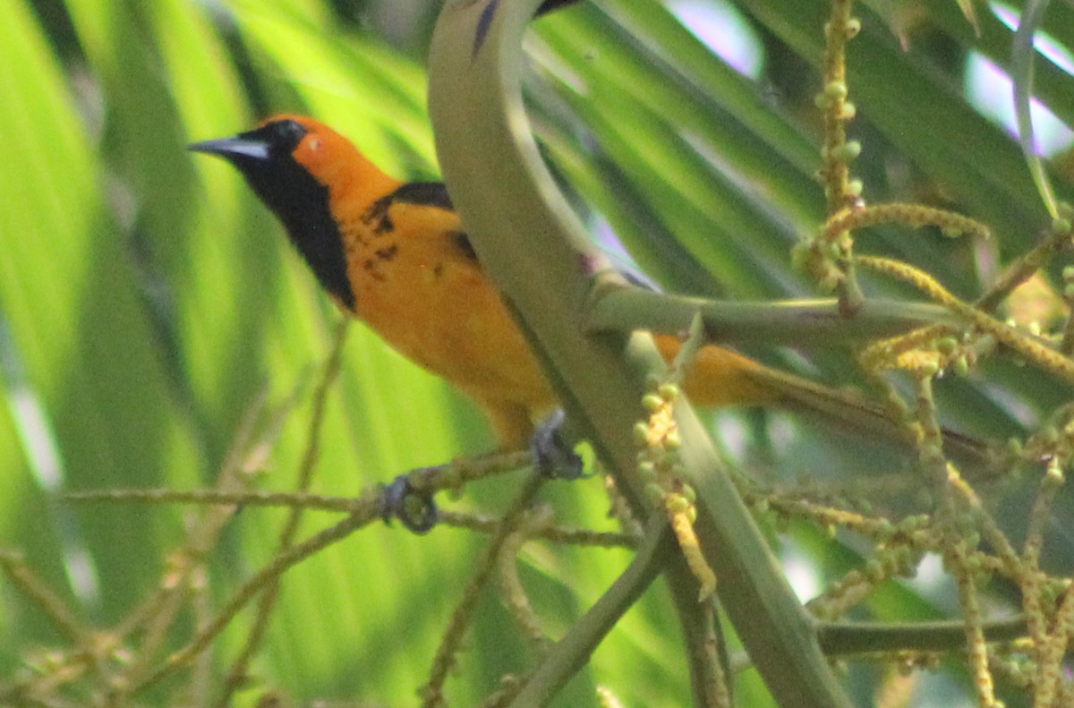 Spot-breasted Oriole - ML96269971
