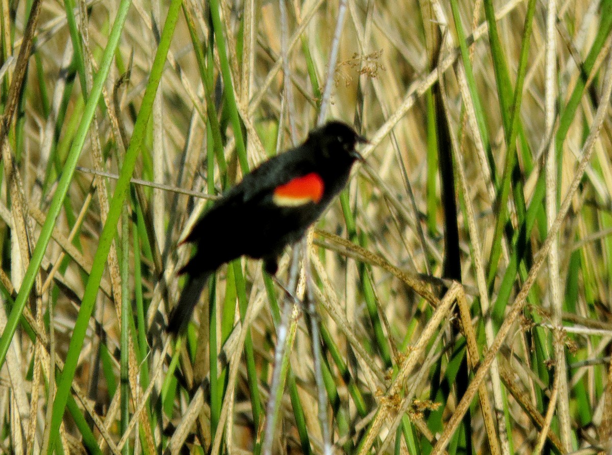 Red-winged Blackbird - Dika Golovatchoff
