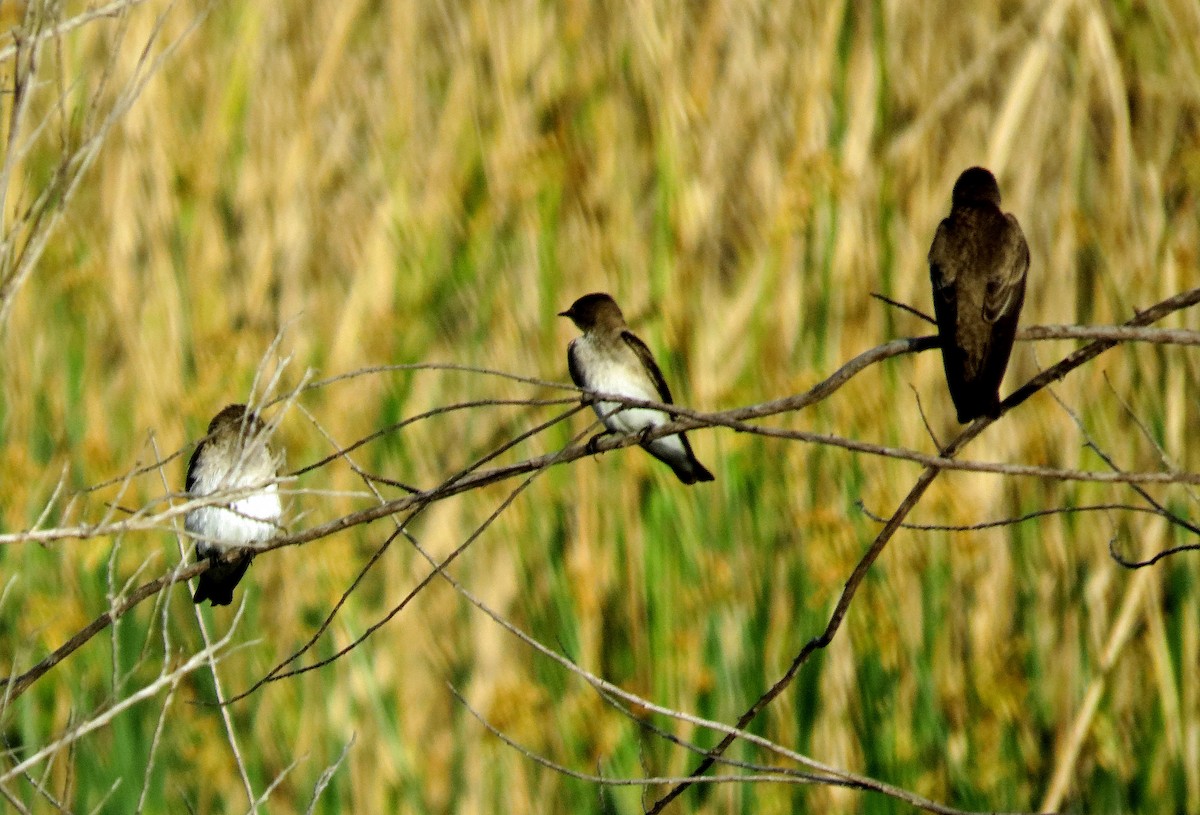 Northern Rough-winged Swallow - Dika Golovatchoff