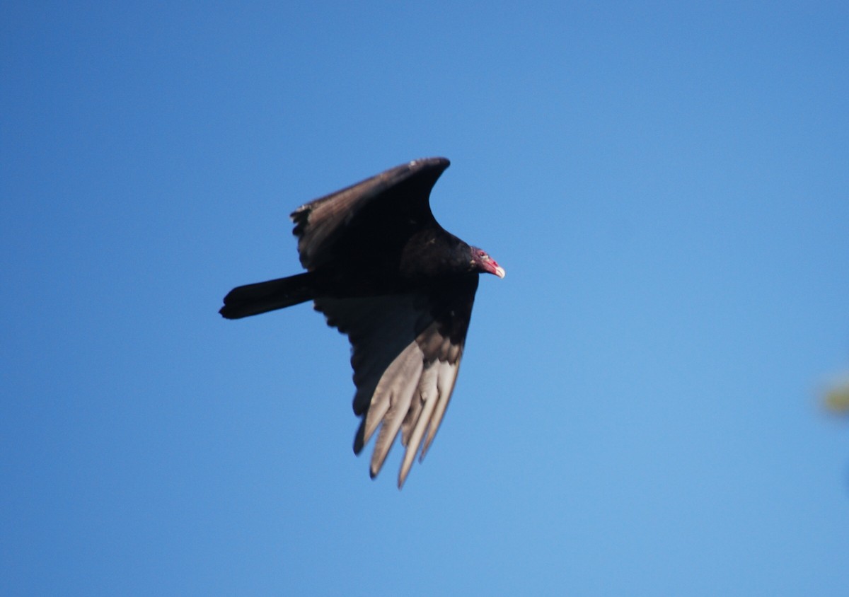 Turkey Vulture - ML96273691