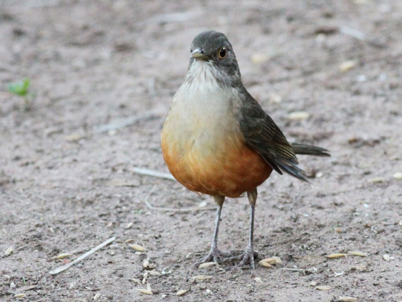 sabiá-laranjeira - eBird