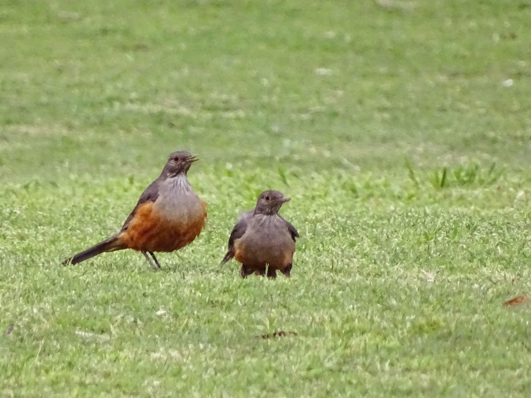 sabiá-laranjeira - eBird