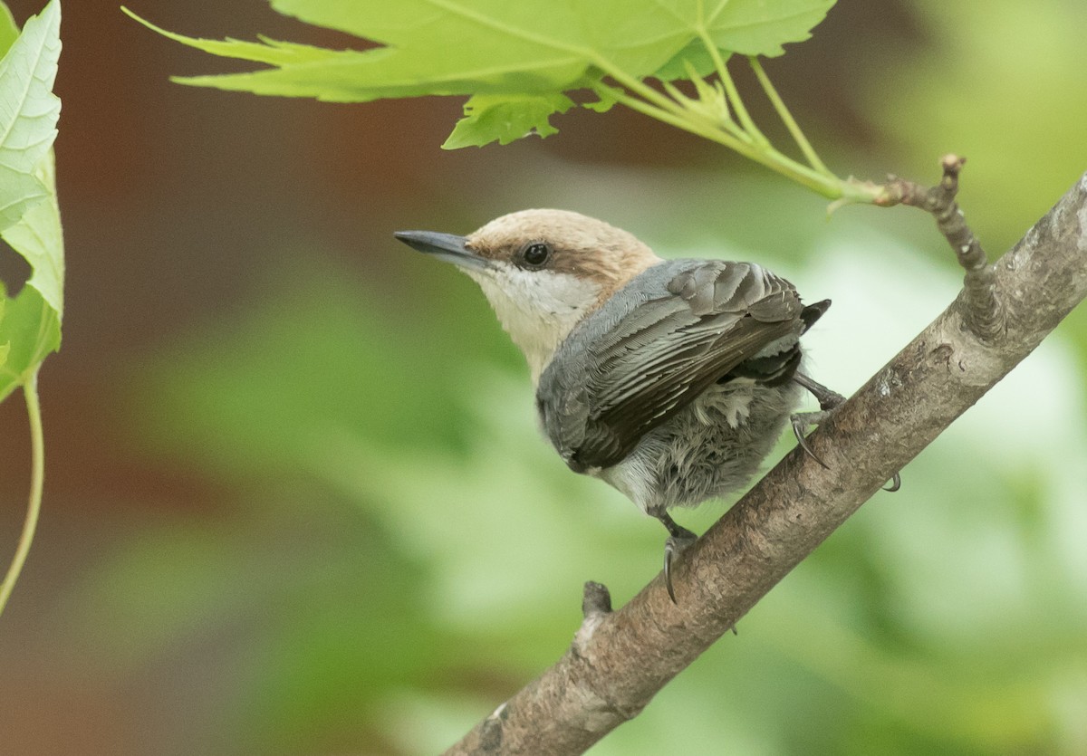Brown-headed Nuthatch - ML96275881