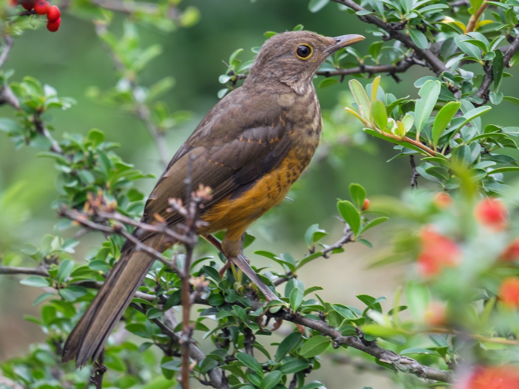sabiá-laranjeira - eBird