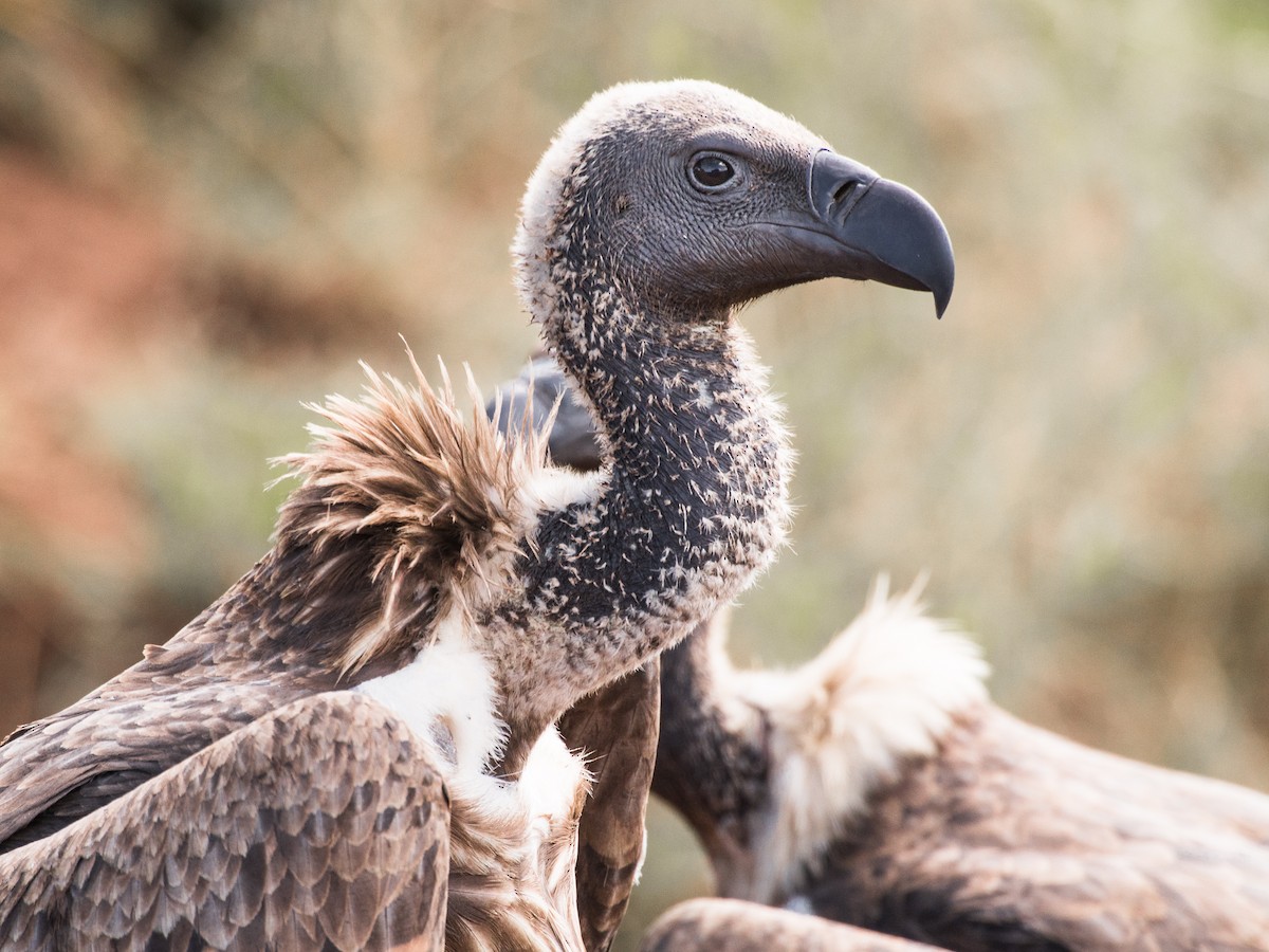 White-backed Vulture - Alistair Walsh