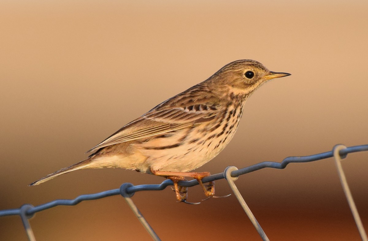 Meadow Pipit - ML96276471