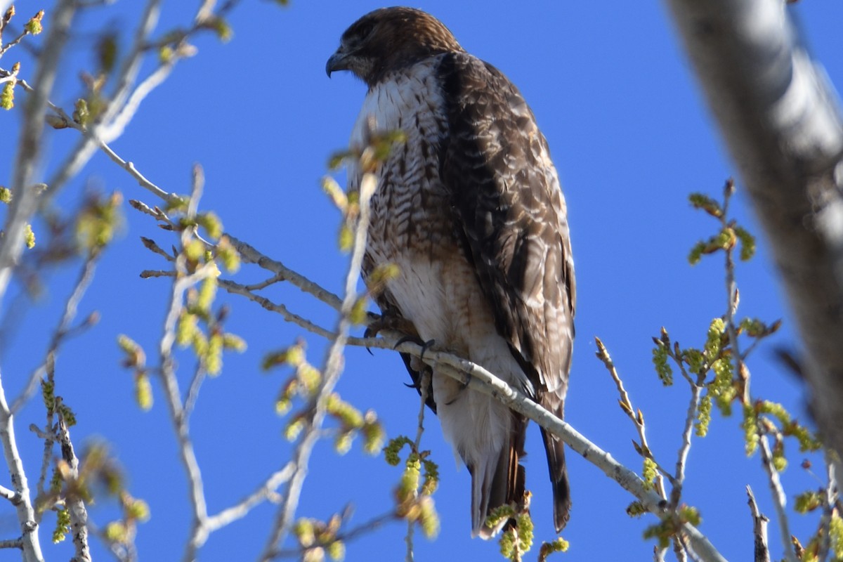 Red-tailed Hawk - ML96276491