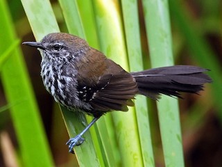  - Marsh Antwren (Sao Paulo)