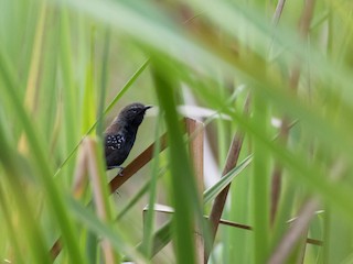  - Marsh Antwren (Sao Paulo)