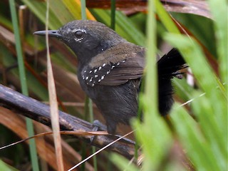  - Marsh Antwren (Sao Paulo)