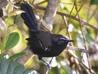  - Marsh Antwren (Sao Paulo)