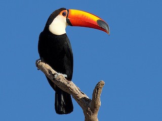  - Toco Toucan