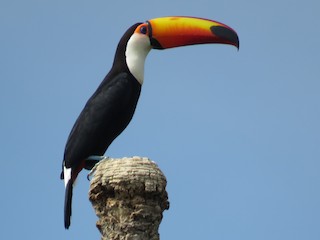 オニオオハシ - eBird