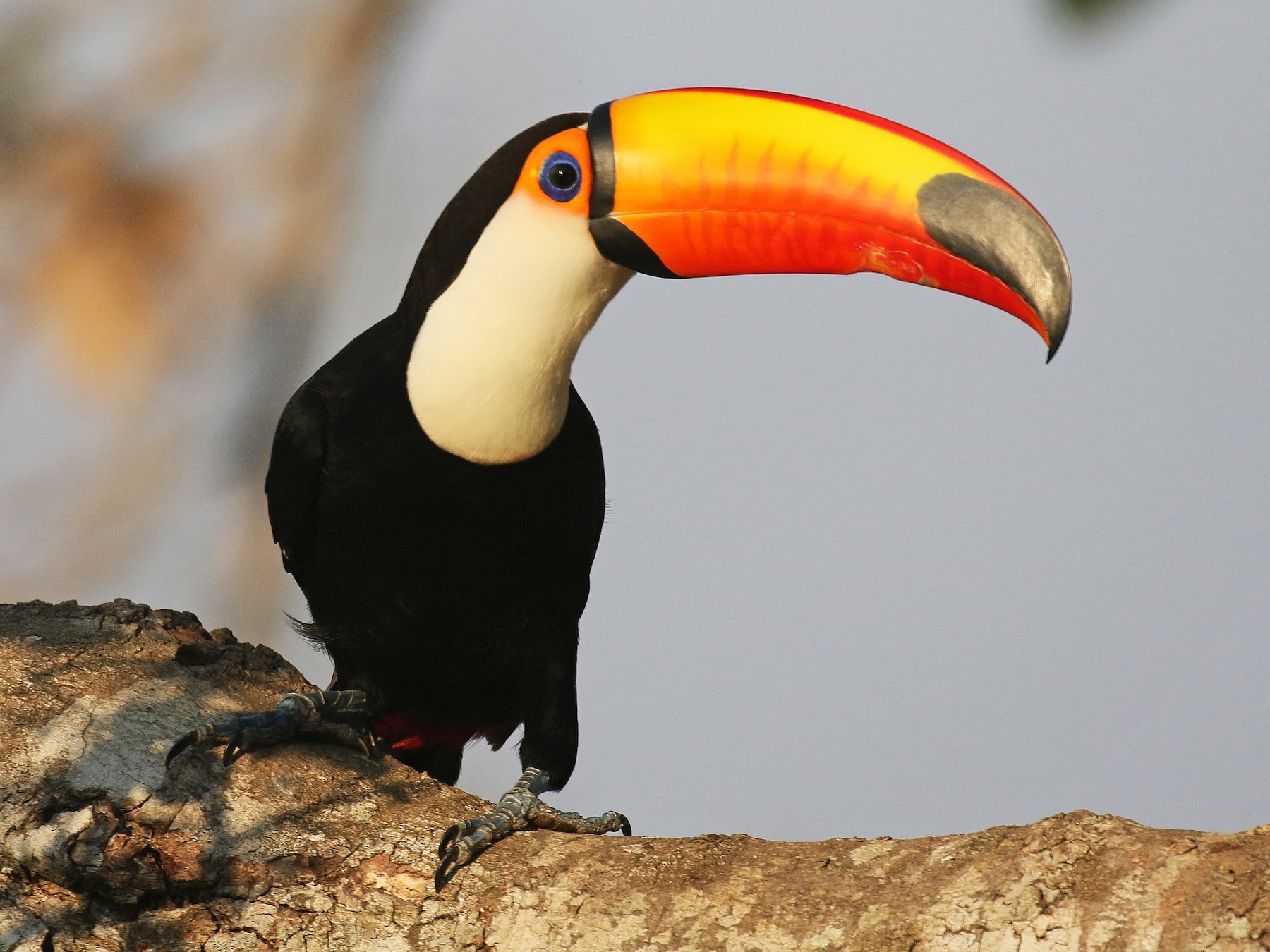 Tucán toco - eBird