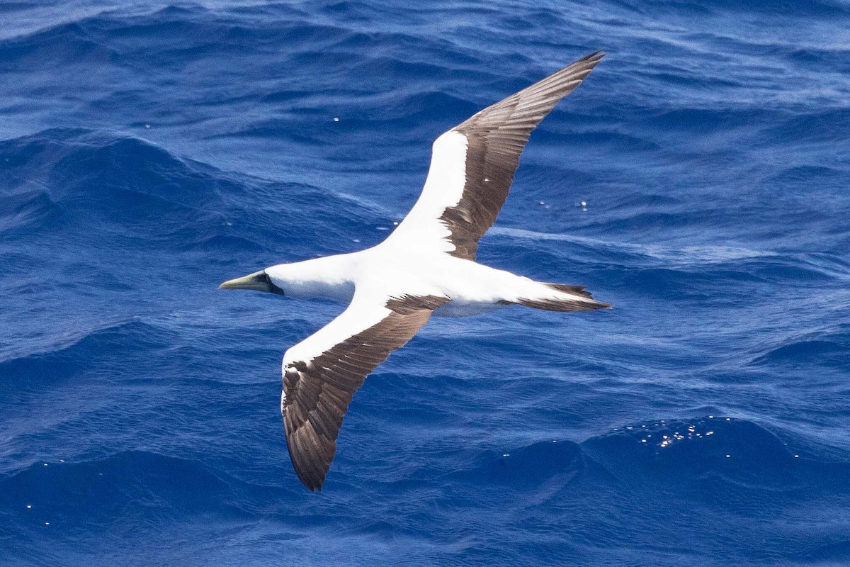 Masked Booby - ML96277221