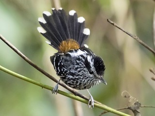  - Ochre-rumped Antbird