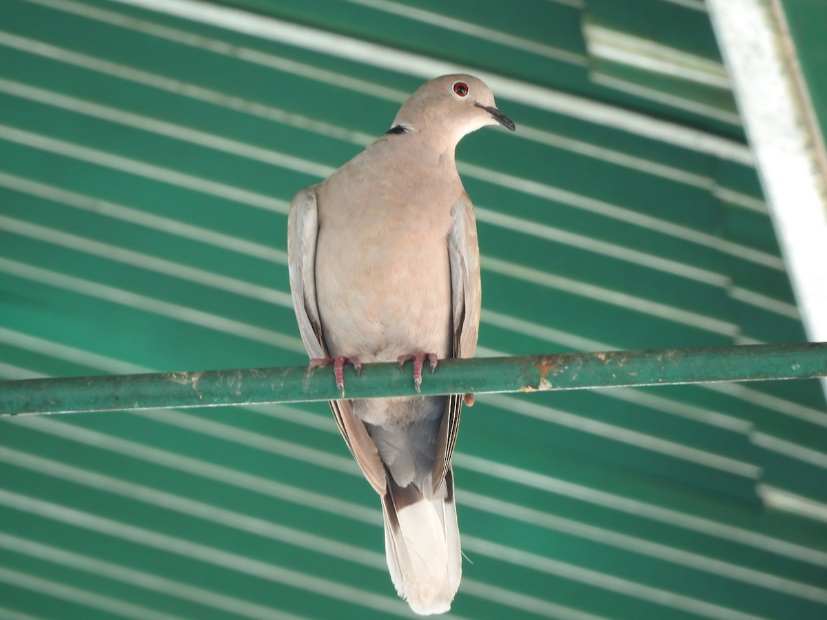 Eurasian Collared-Dove - ML96279831
