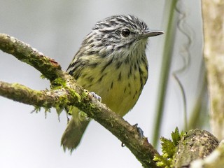  - Streak-capped Antwren