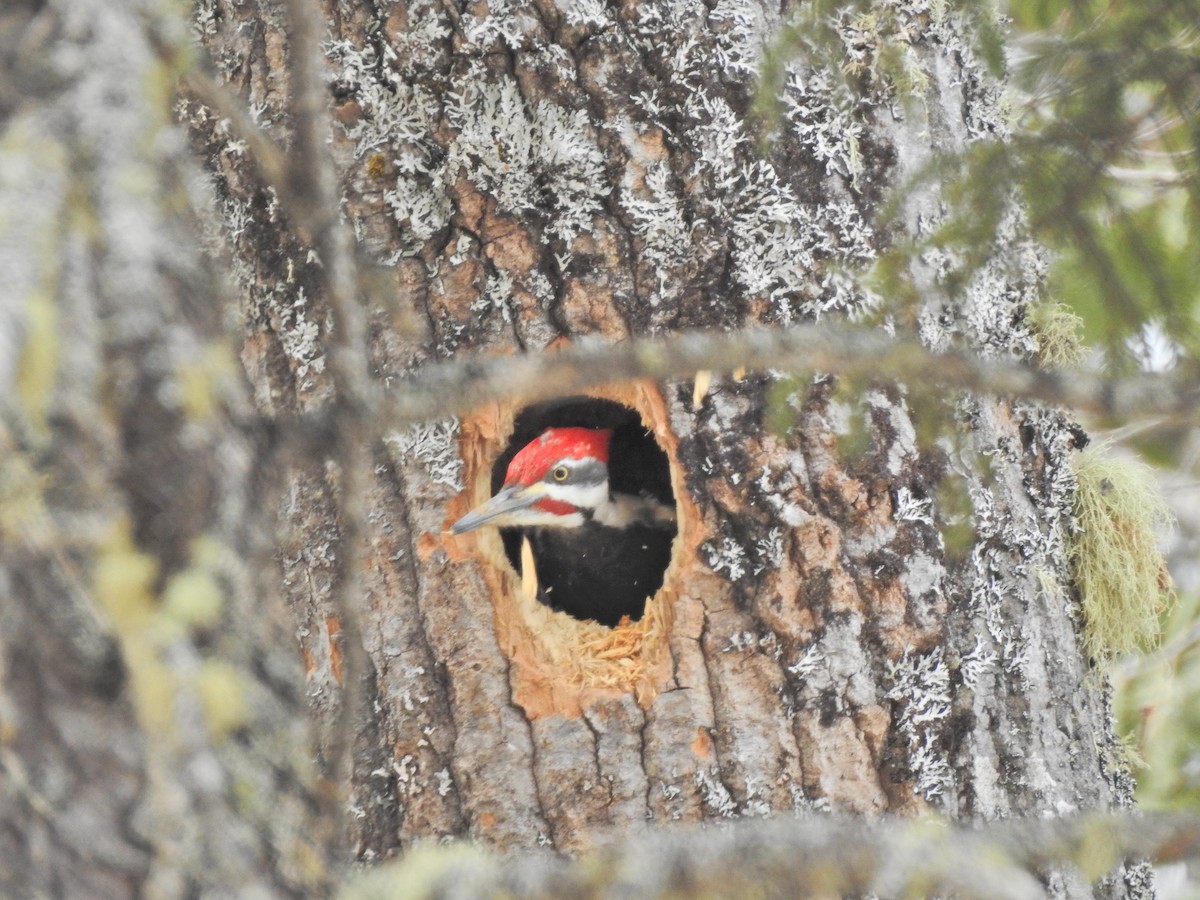 Pileated Woodpecker - Sean McHugh