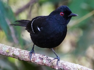  - White-shouldered Fire-eye