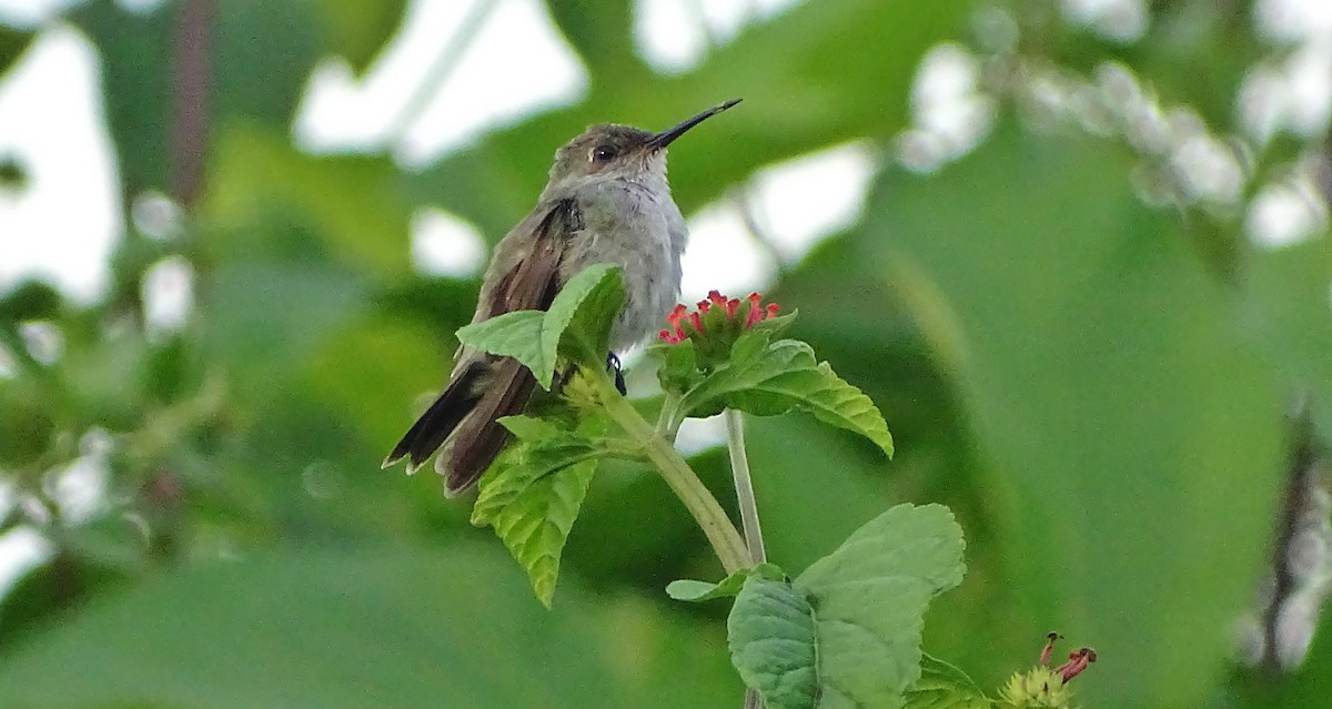 Olive-spotted Hummingbird - ML96281411