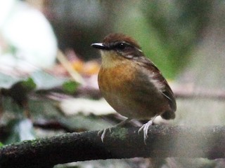  - Black-cheeked Gnateater