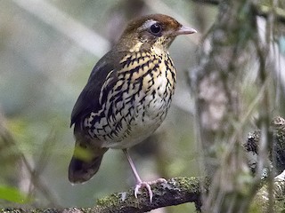  - Short-tailed Antthrush