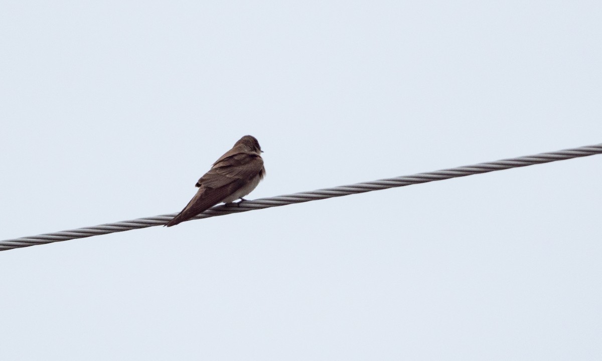 Northern Rough-winged Swallow - ML96283221
