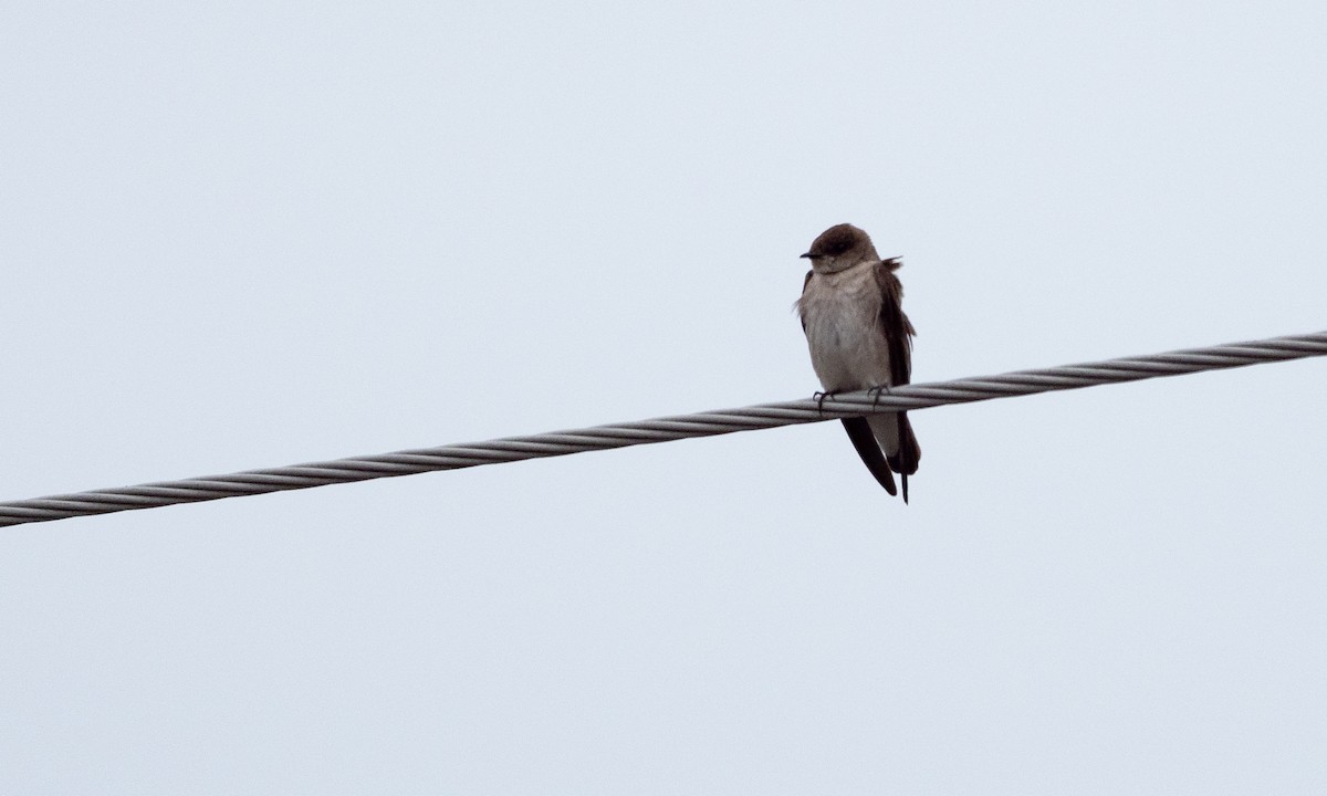 Northern Rough-winged Swallow - ML96283231
