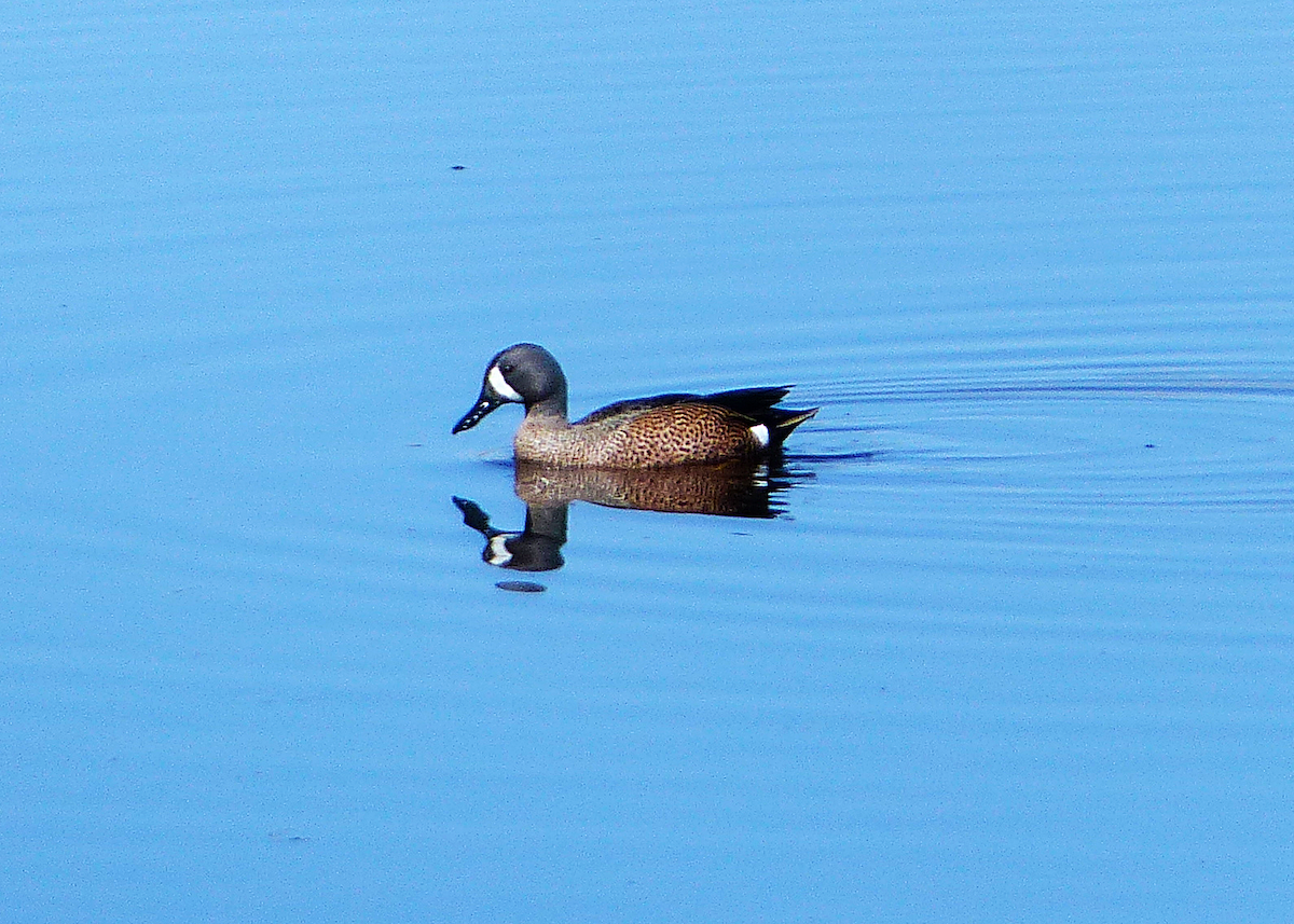 Blue-winged Teal - ML96284671