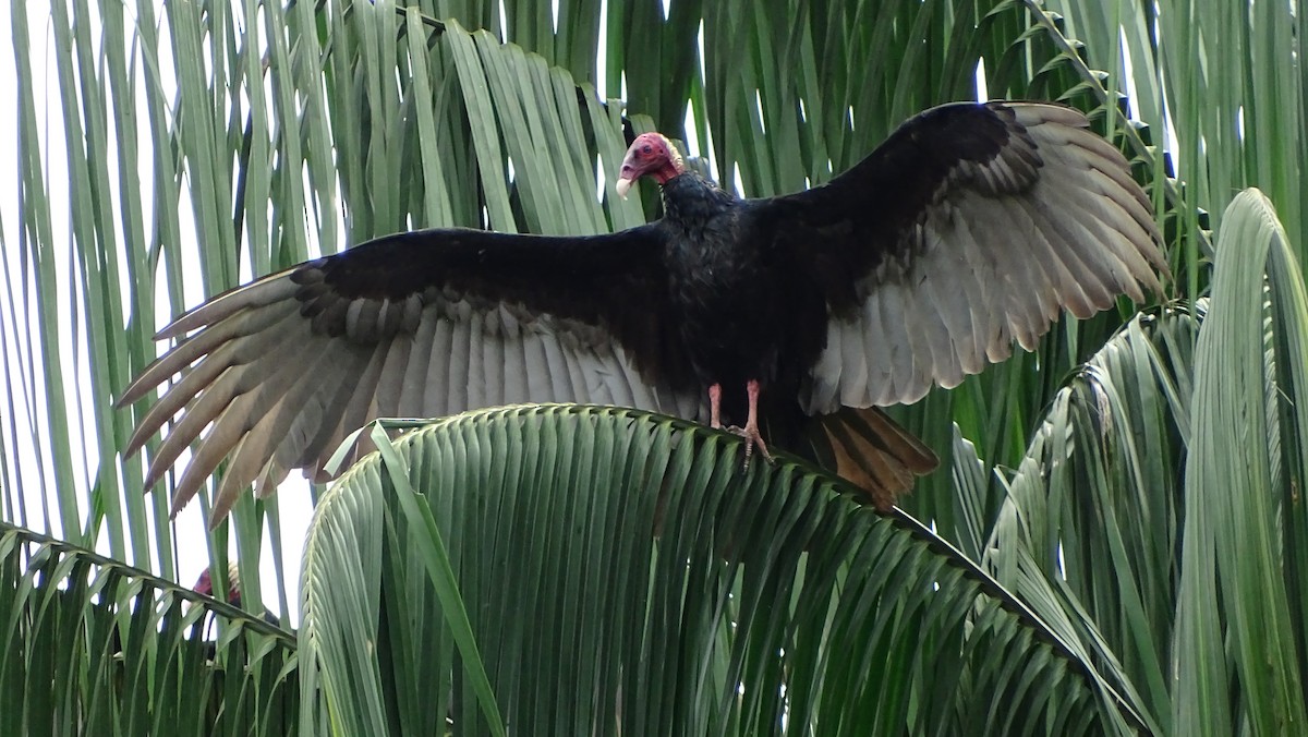 Turkey Vulture (Tropical) - Sergio LEON