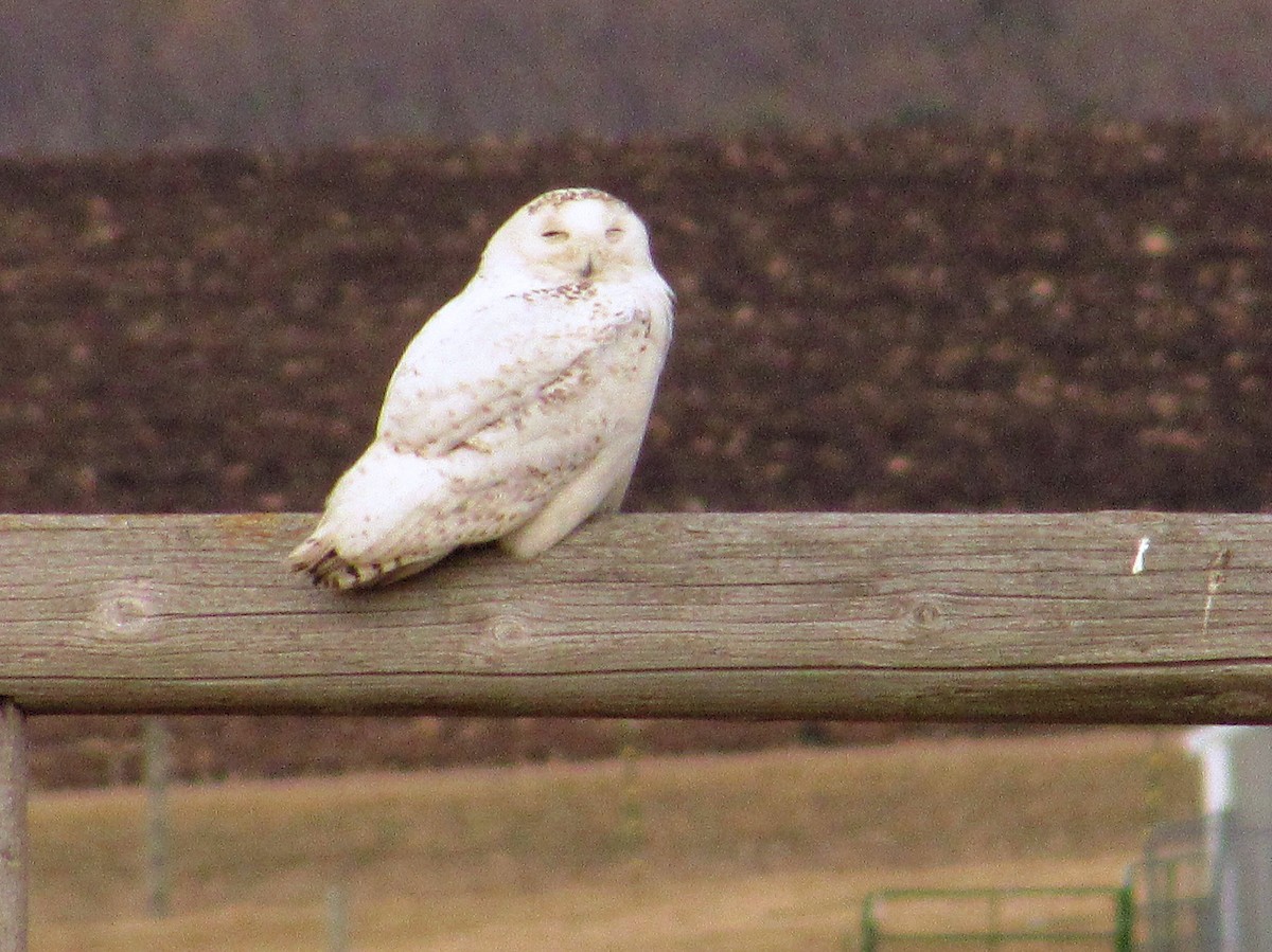Snowy Owl - ML96287691