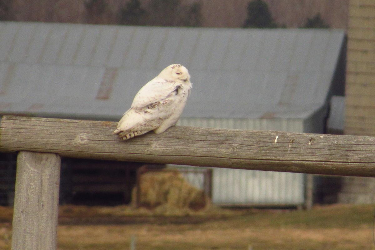 Snowy Owl - ML96288121