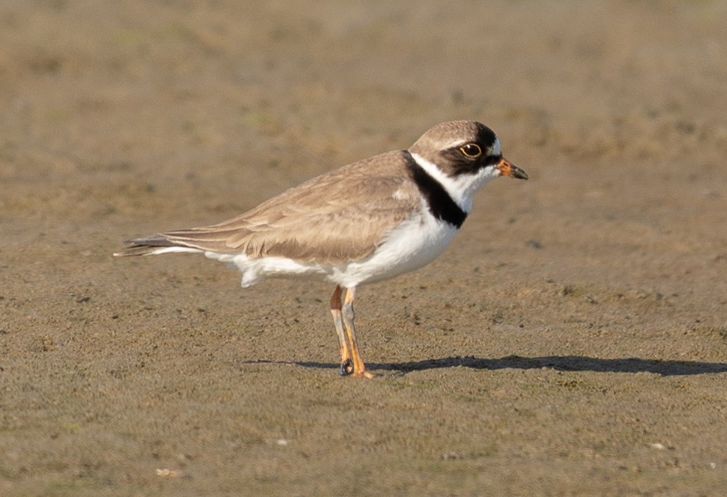 Semipalmated Plover - ML96297771