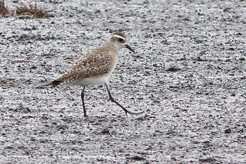 American Golden-Plover - Jeff O'Connell