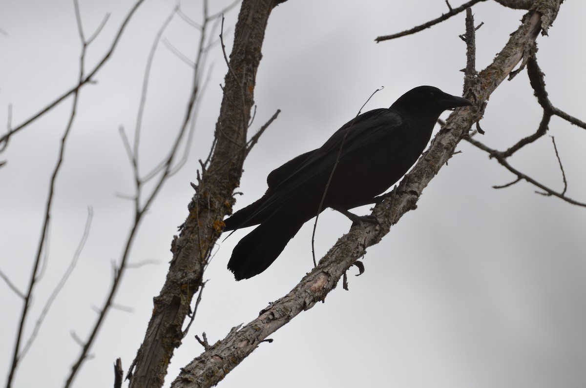 American Crow - Jan Przybylo