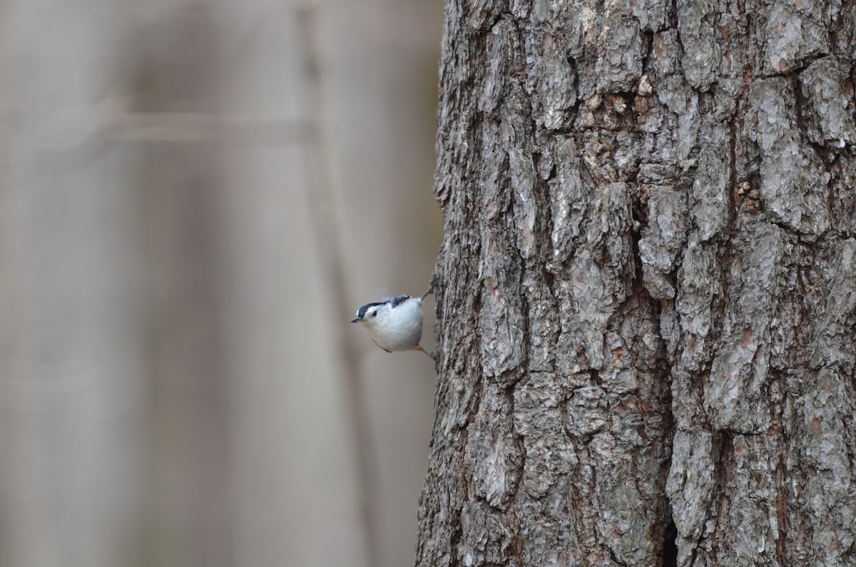 White-breasted Nuthatch - ML96299471